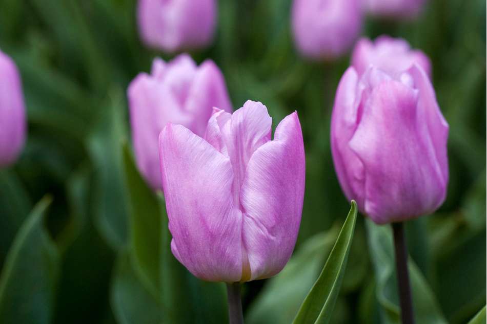 Tulpan 'Candy Prince'